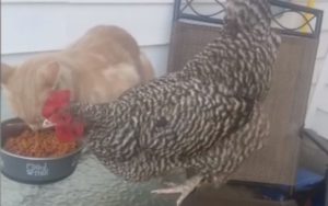 Huisdieren compilatie video